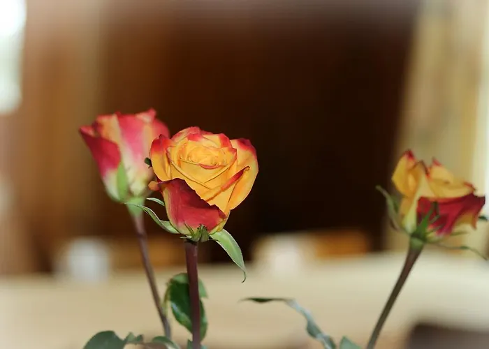 Tannenboden - Steinbock Hotel *