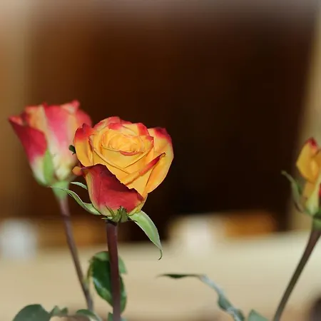 Tannenboden - Steinbock Hotel *